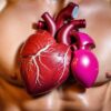 How Steroids Affect the Heart Photo Steroids, Heart